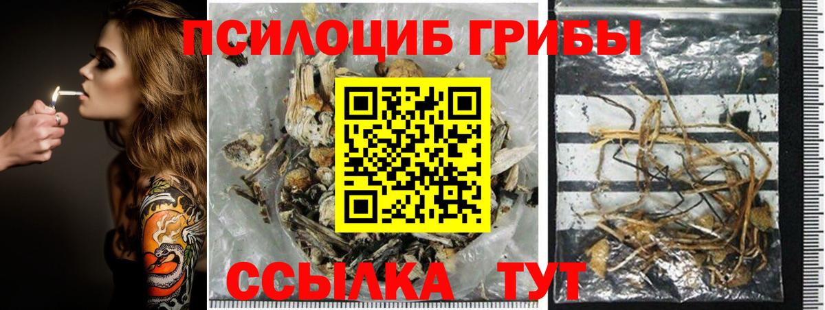 Галлюциногенные грибы Psilocybe Гусев
